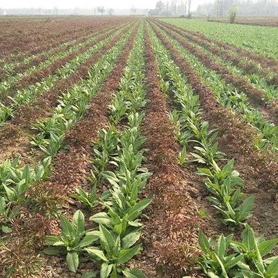 板藍根種苗介紹 陜西板藍根種苗哪里有賣