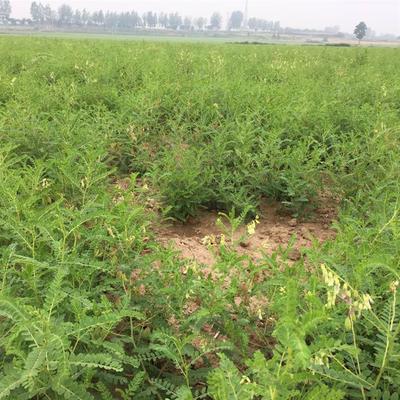 哪里有黃芪種苗供應(yīng)商 黃芪