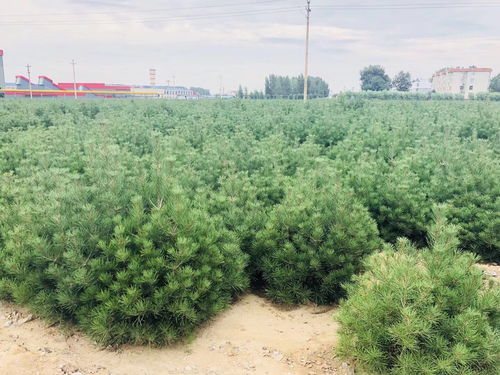 白皮松小苗成活率怎么樣 苗木白皮松價(jià)格 鵬程白皮松