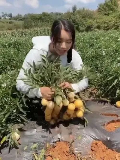 人參果樹苗 三農(nóng) 優(yōu)質(zhì)農(nóng)產(chǎn)品