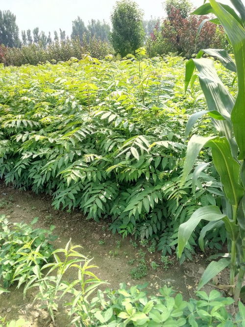 【山東供應(yīng)當(dāng)年可食用紅油香椿地栽樹苗味道香可儲藏包成活】- 