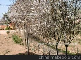 紅葉樹苗供應(yīng)商,價(jià)格,紅葉樹苗批發(fā)市場 