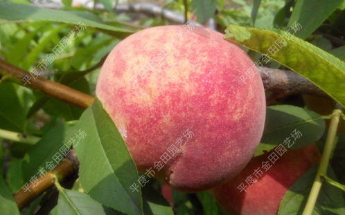 【陜西桃樹苗種苗價(jià)格】-