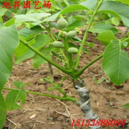 承德易成活核桃樹苗種植技術(shù)