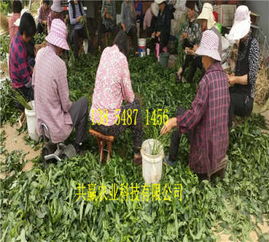 新聞 陜西漢中賣的油蟠桃樹苗單價(jià)多少錢一棵