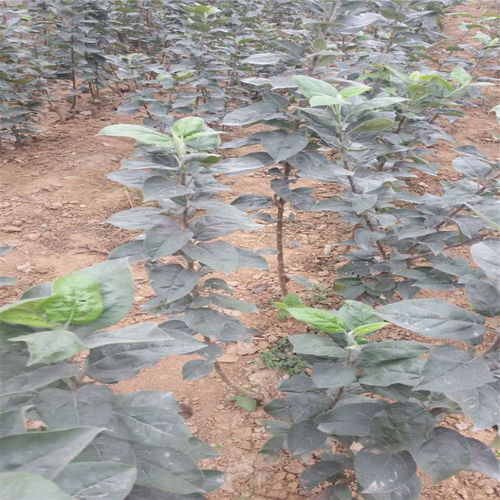 【紅嘎啦蘋果樹苗基地才賣多少錢、紅嘎啦蘋果樹苗2018年新報價】- 