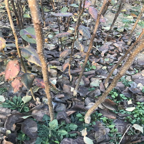 【梨樹苗合作社、地徑0.8厘米秋月梨樹苗】- 