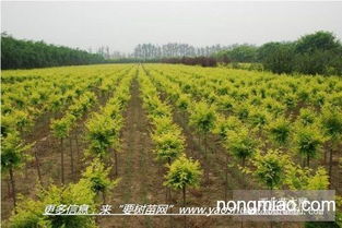 國槐樹苗 多種規格 陜西周至發貨