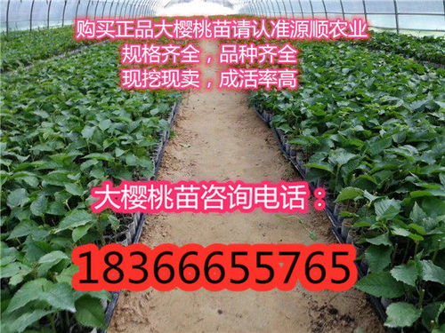 陜西魯櫻三號櫻桃樹苗價格