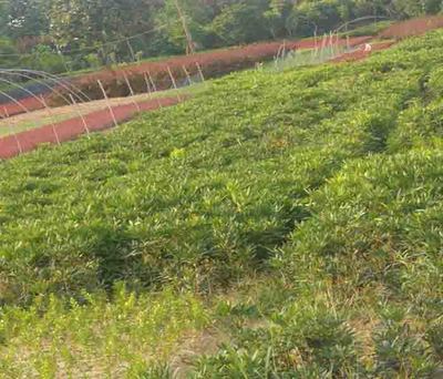 陜西北海道黃楊出售-陜西北海道黃楊-合理基地現挖現賣(查看)