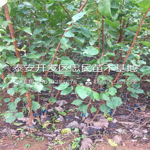 【2018年凱特杏樹苗報價2018年凱特杏樹苗價格多少】- 