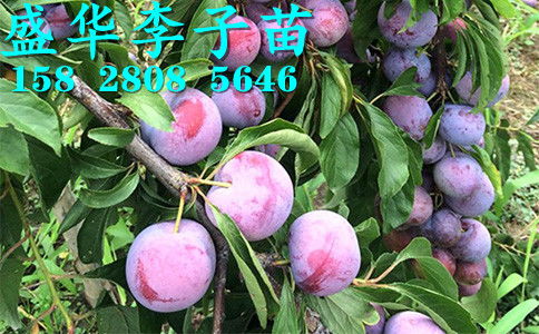 【秦地陜西脆紅李苗基地直銷,漢中安康商洛、寶雞西安渭南脆紅李樹苗價格廠家報價?！?