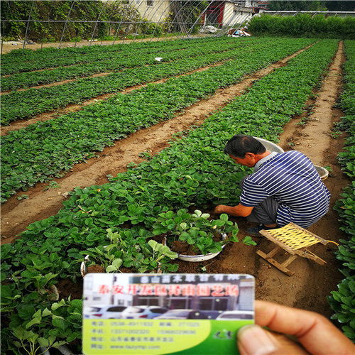 咖啡草莓種苗種植時(shí)間,陜西省商洛市財(cái)寶草莓苗