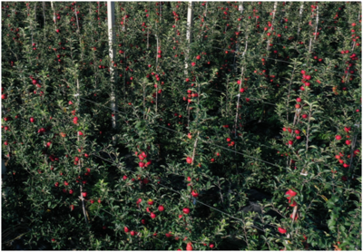 陜西省果業(yè)中心