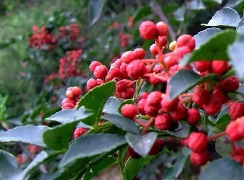 陜西10條線路入選全國鄉(xiāng)村旅游學(xué)習(xí)體驗(yàn)線路