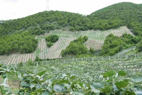 農(nóng)村黨員施振虎 產(chǎn)業(yè)發(fā)展的 開路先鋒