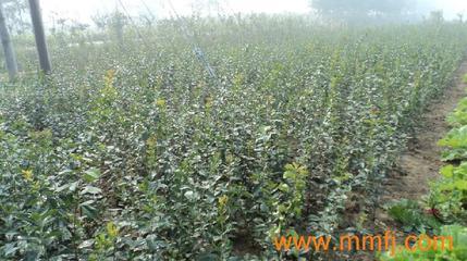 花卉種子、種苗-花卉種子、種苗供應(yīng)-花卉種子、種苗價(jià)格-產(chǎn)品大全列表-E路風(fēng)機(jī)網(wǎng)產(chǎn)品大全