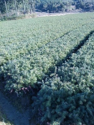 陜西一年生杉木樹多少錢