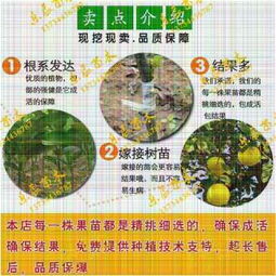 新聞 桃樹苗新品種 春雪桃樹苗 果樹苗價格