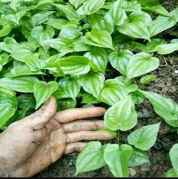 陜西金果欖種苗種植基地