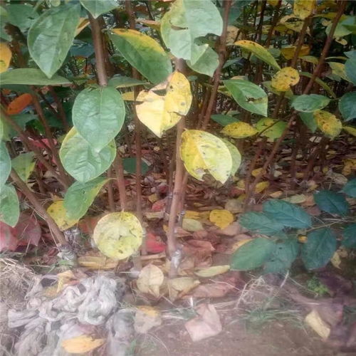 一公分以上黑柿子樹苗價格 黑柿子樹苗哪里有