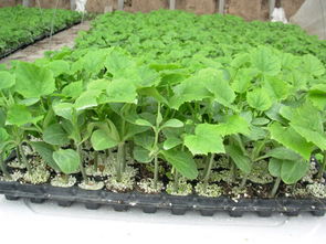 吳橋春雨合作社,富硒甜瓜,富硒西瓜,辣椒,西紅柿,香蕉西葫蘆,吳橋春雨糧棉種植專業(yè)合作社