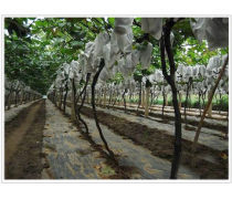 陜西果樹苗木分類