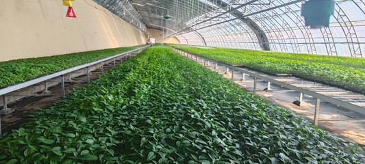 崆峒區(qū):多措齊下促進(jìn)蔬菜種苗產(chǎn)銷(xiāo)兩旺