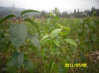 陜西厚樸苗價(jià)格-杜仲苗、供應(yīng)陜西杜仲苗、陜西杜仲苗基地 -陜西獼猴桃苗|獼猴桃苗批發(fā)|獼猴桃苗 產(chǎn)品展示(陜西苗木基地_陜西種苗供應(yīng)商_陜西苗木批發(fā))-金泉網(wǎng)