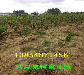 湖南懷化車(chē)?yán)遄訖烟覙?shù)苗才賣(mài)多少錢(qián) 主產(chǎn)區(qū) 送貨價(jià)格