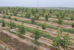 陜西特產(chǎn) 隴州蘋(píng)果