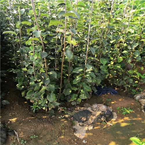 推薦陜西省榆林市5公分梨樹(shù)3年梨樹(shù)苗基地價(jià)格