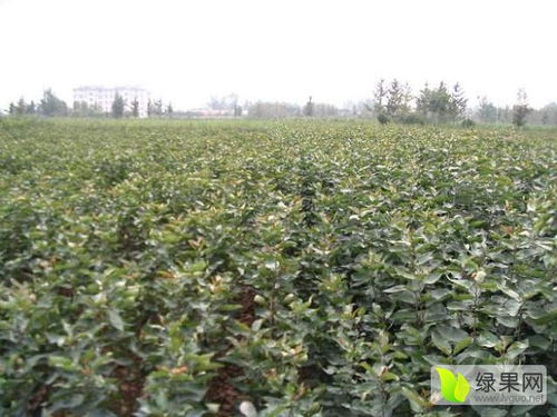 2020桃樹苗價格行情走勢 中國桃樹苗網