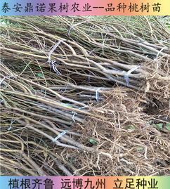 陜西7-5油蟠桃苗 早熟優(yōu)質(zhì)桃樹(shù)苗品種的直銷(xiāo)優(yōu)勢(shì)與種植指南