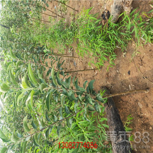 陜西維納斯蘋(píng)果苗 優(yōu)質(zhì)種苗的批發(fā)與種植指南