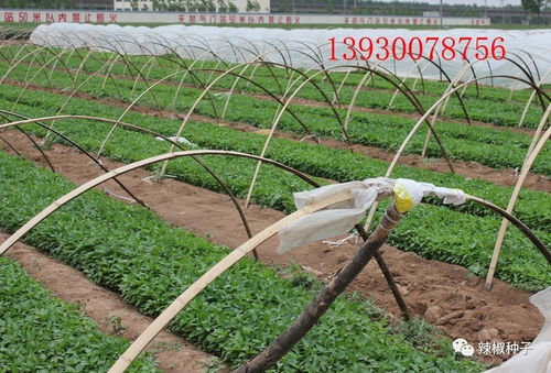陜西辣椒種苗供應(yīng)與產(chǎn)品收購(gòu)服務(wù)