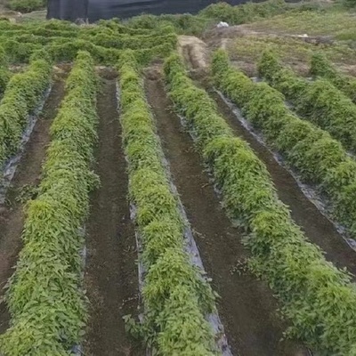 陜西漢中漢臺(tái)區(qū)成功引進(jìn)鰱魚(yú)新品種長(zhǎng)豐鰱魚(yú) 推動(dòng)水產(chǎn)養(yǎng)殖產(chǎn)業(yè)升級(jí)