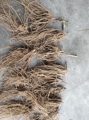 陜西商洛鎮安縣精品蒼術種苗批發 優質種源助力中藥材種植發展