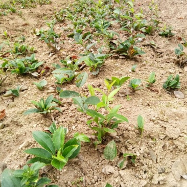 陜西商洛柞水縣蒼術種苗產業分析 高性價比與道地產區的雙重優勢